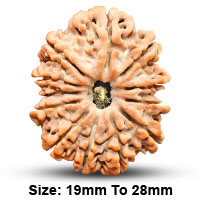 12 (द्वादश) Mukhi